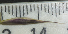 Bromus sitchensis