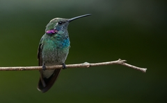 Colibri serrirostris