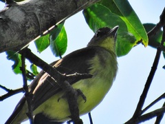 Chlorocichla flaviventris