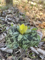 Trillium luteum