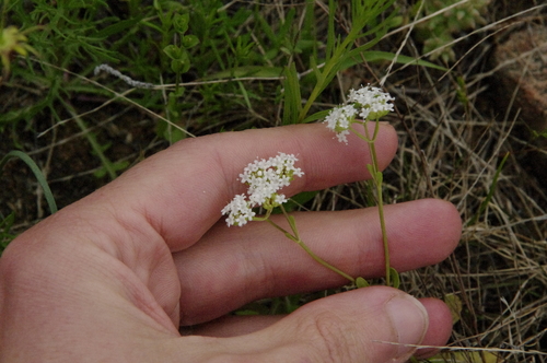 Image of Valerianella texana by (c) Eric Knight, some rights reserved (CC BY)