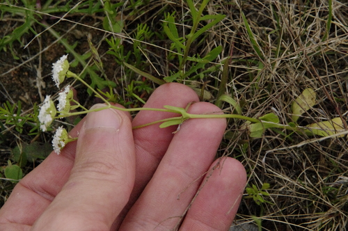 Image of Valerianella texana by (c) Eric Knight, some rights reserved (CC BY)