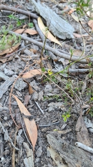 Platysace heterophylla