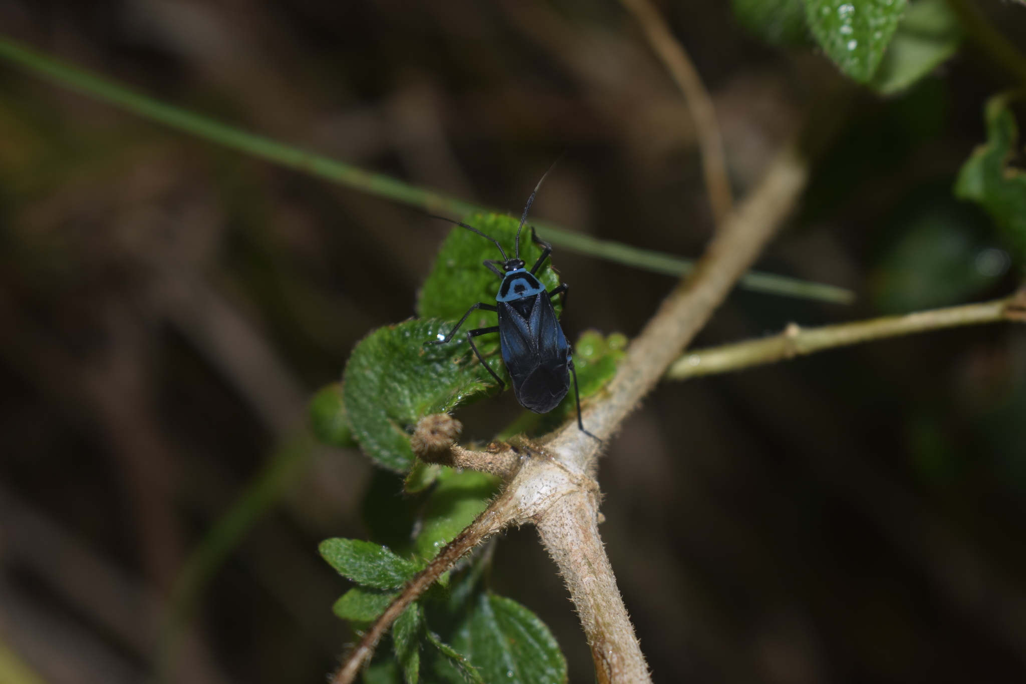Lampsophorus image