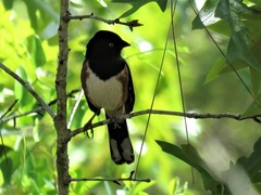 Pipilo erythrophthalmus alleni