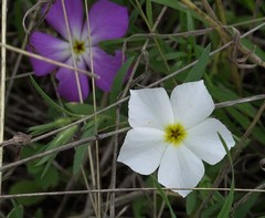 Phlox roemeriana