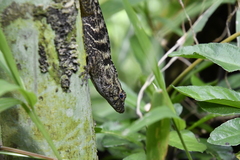 Anolis gundlachi