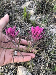 Castilleja purpurea