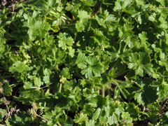 Ranunculus parviflorus