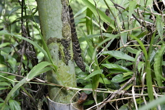 Anolis gundlachi