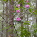 Rhododendron macrophyllum - Photo (c) Scott Catron,  זכויות יוצרים חלקיות (CC BY-SA)