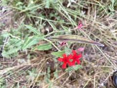 Oxypetalum coccineum