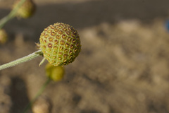 Helenium aromaticum