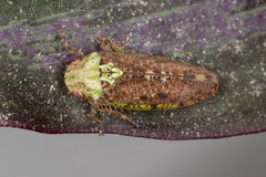 Delongiana ramosa