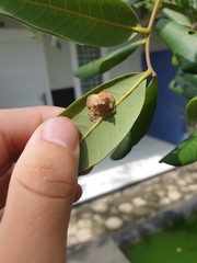 Pagodiella