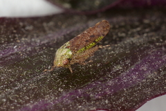 Delongiana ramosa