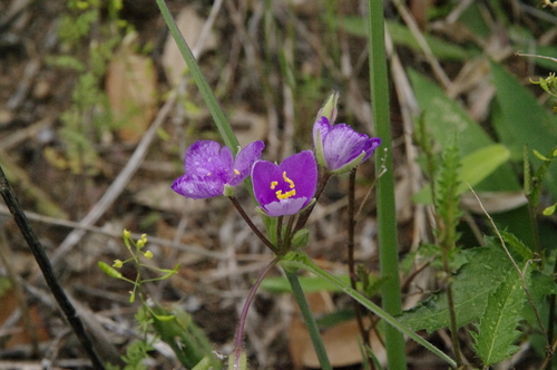 Image of Tradescantia pedicellata by (c) Eric Knight, some rights reserved (CC BY)