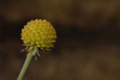 Helenium aromaticum
