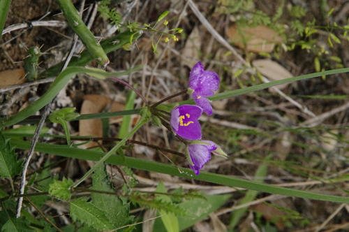 Image of Tradescantia pedicellata by (c) Eric Knight, some rights reserved (CC BY)