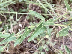 Oxypetalum coccineum