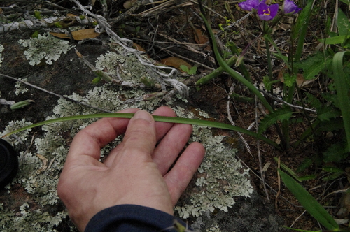 Image of Tradescantia pedicellata by (c) Eric Knight, some rights reserved (CC BY)