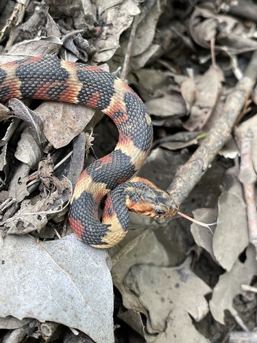 Banded Watersnake, photo 5 of 7