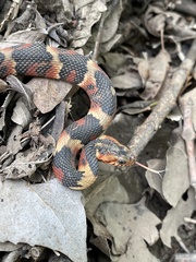 Southern Water Snake photo 5