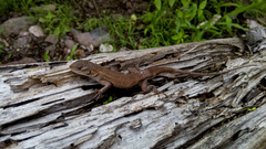 Sceloporus slevini