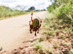 Araneus guttatus