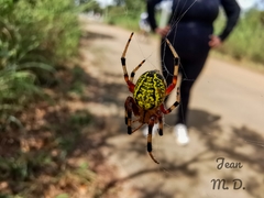 Araneus guttatus