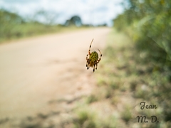 Araneus guttatus