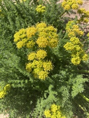 Lomatium grayi
