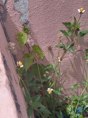 Apis mellifera