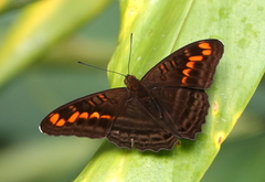 Adelpha levona