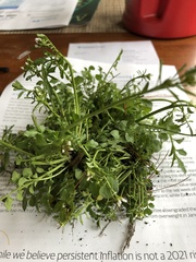 Cardamine hirsuta