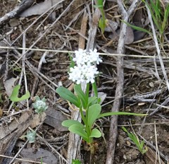 Valerianella amarella