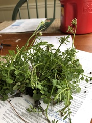 Cardamine hirsuta
