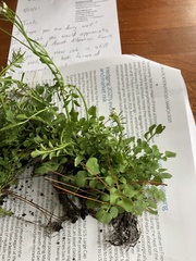 Cardamine hirsuta