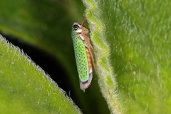 Versigonalia vermiculata