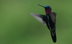 Heliomaster squamosus
