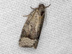 Meritastis