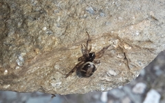 Steatoda ancorata