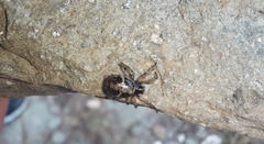 Steatoda ancorata
