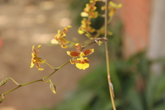 Oncidium reflexum