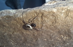 Steatoda ancorata