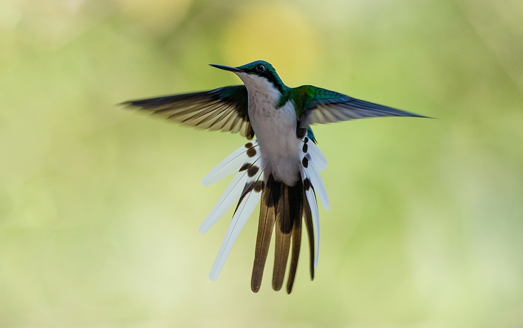 Black-Eared Fairy