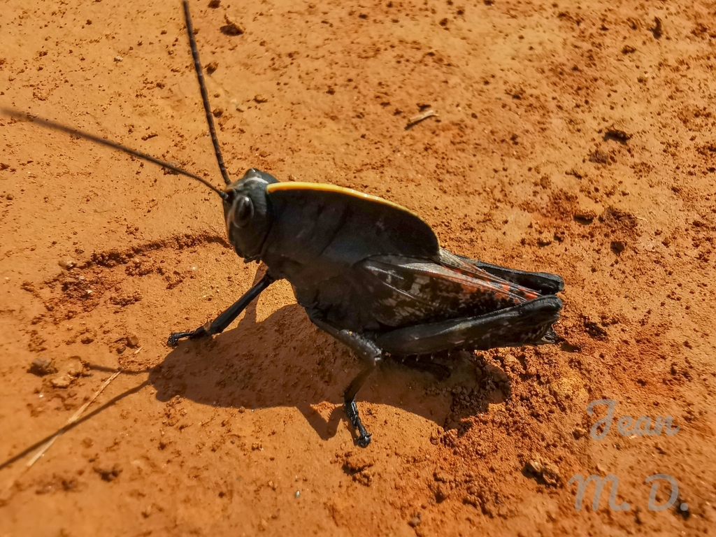 Callonotacris