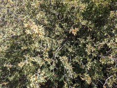 Berberis haematocarpa