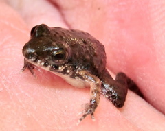 Dwarf Puddle Frog photo 4