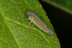 Macugonalia cavifrons